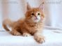 Maine Coon Welpe aus Sachsen