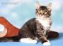 Maine Coon Welpe aus Dresden