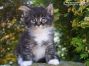 Maine Coon Welpe aus Dresden