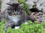 Maine Coon Kitten aus Dresden