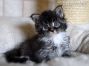 Maine Coon Kitten aus Sachsen