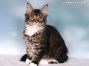 Maine Coon Welpe aus Dresden