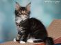 Maine Coon Welpe aus Sachsen