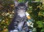 Maine Coon Welpe aus Dresden