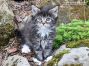 Maine Coon Kitten aus Dresden