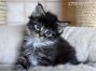 Maine Coon Kitten aus Sachsen