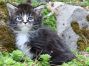 Maine Coon Kitten aus Dresden