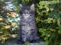 Maine Coon Welpe aus Dresden