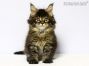 black-tabby-mc Maine Coon Kitten aus Dresden