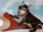 black-tabby-mc Maine Coon Kitten aus Sachsen