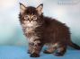 black-tabby-mc Maine Coon Kitten aus Deutschland