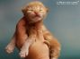 male red-tabby-cl Maine Coon Babie