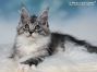 Maine Coon Welpe aus Dresden