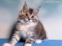 Maine Coon Welpe aus Sachsen