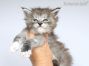 Maine Coon Kitten aus Sachsen