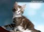 Maine Coon Welpe aus Dresden