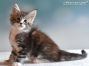 Maine Coon Kitten aus Dresden