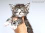 Maine Coon Kitten aus Sachsen