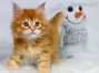 red-tabby Maine Coon Welpe aus Dresden