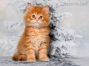 red-tabby Maine Coon Welpe aus Sachsen