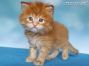 red-tabby Maine Coon Baby aus Dresden