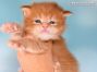 red-tabby Maine Coon Baby aus Sachsen