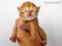 male red-tabby Maine Coon Baby