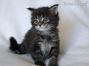 black-tabby-cl Maine Coon Kitten aus Deutschland