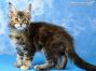 black.torbie Maine Coon Welpe aus Dresden