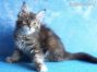 black.torbie Maine Coon Welpe aus Sachsen