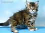 black.torbie Maine Coon Kitten aus Sachsen