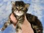 black.torbie Maine Coon Baby aus Dresden