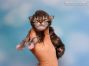 black.torbie Maine Coon Baby aus Sachsen