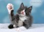 Maine Coon Baby aus Dresden