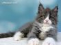 Maine Coon Welpe aus Dresden