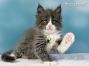 Maine Coon Welpe aus Sachsen