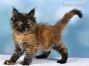 Maine Coon Baby aus Sachsen