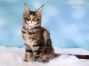 Maine Coon Katzenbaby aus Sachsen