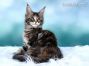 Maine Coon Katzenbaby aus Dresden