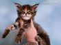 Maine Coon Baby aus Sachsen