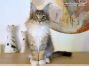 Maine Coon Welpe aus Dresden