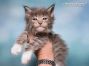 Maine Coon Baby aus Sachsen