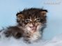 Maine Coon Baby aus Sachsen