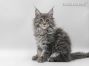 Xandra of Maine Coon Castle 12 Wochen alt, 1750g