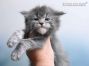 Maine Coon Baby aus Sachsen