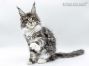 Xara of Maine Coon Castle 14 Wochen alt, 1840g