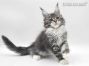 Maine Coon Katzenbaby aus Dresden