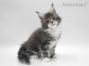 Maine Coon Katzenbaby aus Dresden