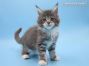 Maine Coon Katzenbaby aus Sachsen