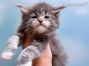 Maine Coon Baby aus Sachsen